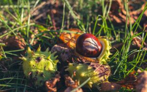 Kesteni - jesenski favoriti s 9 dobrih karakteristika