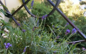 Lavanda - eterična esencija prošlosti, sadašnjosti i budućnosti