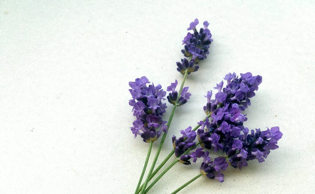Lavanda - eterična esencija prošlosti, sadašnjosti i budućnosti