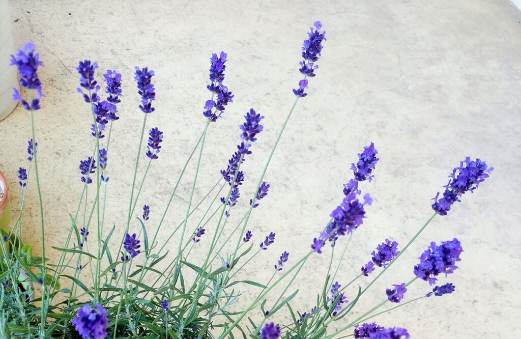 Lavanda - eterična esencija prošlosti, sadašnjosti i budućnosti