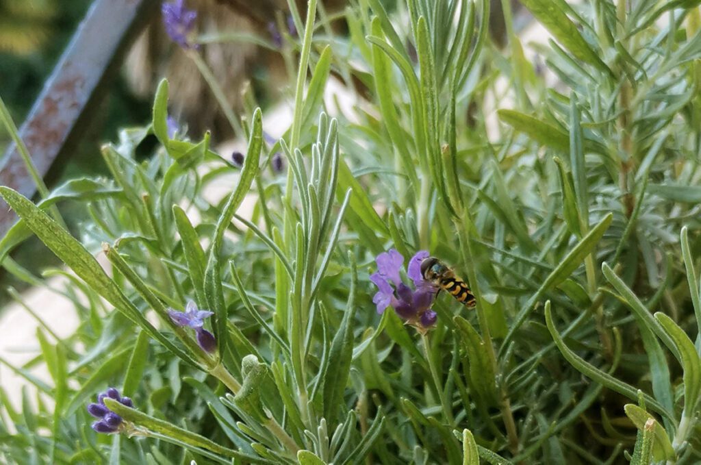 Lavanda - eterična esencija prošlosti, sadašnjosti i budućnosti