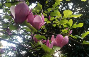 Očaravajuća ljepota i simbolika magnolija