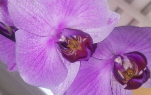 Orhideje kroz 7 simbola prirodnog divljenja i estetike