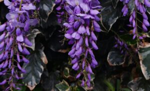 Glicinije - simbol ljubavi, romantike i prijateljstva