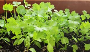 Peršin je biljka od izuzetnog značaja