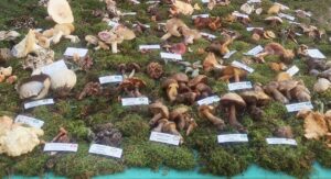 Udruga gljivara Ožujka iz Rijeke - čuvari prirode i ljubitelji gljiva