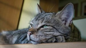 Mačka u renesansnom slikarstvu