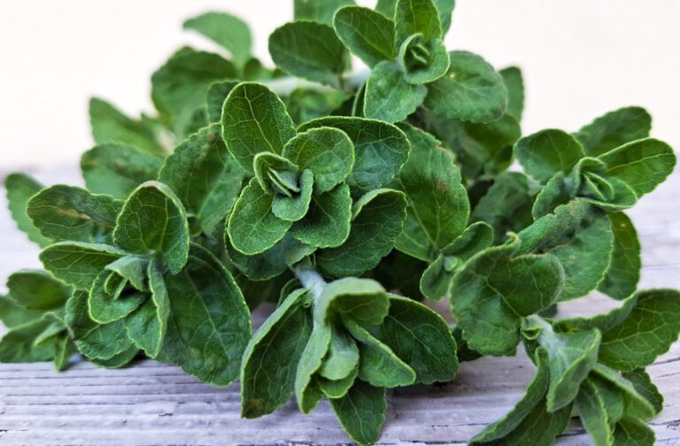 Gastro 17 Stevija – zdrava slatkoća bez kalorija