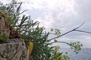 Motar za savršeni umak – simbol mediteranskog užitka 1 Motar za savršeni umak – simbol mediteranskog užitka