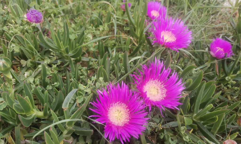 Zaštićene biljke u Hrvatskoj - skriveno blago naše prirode koje treba čuvati