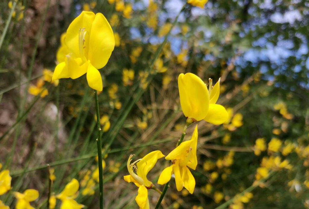 Zaštićene biljke u Hrvatskoj - skriveno blago naše prirode koje treba čuvati