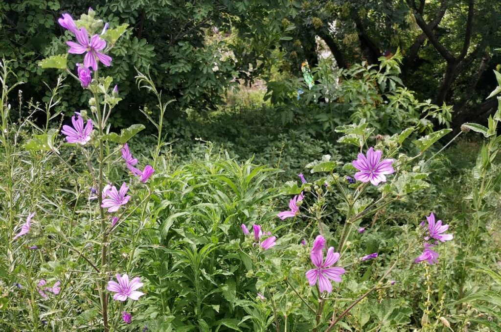Zaštićene biljke u Hrvatskoj - skriveno blago naše prirode koje treba čuvati