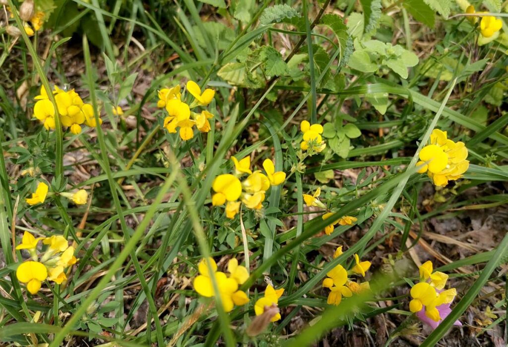 Zaštićene biljke u Hrvatskoj - skriveno blago naše prirode koje treba čuvati