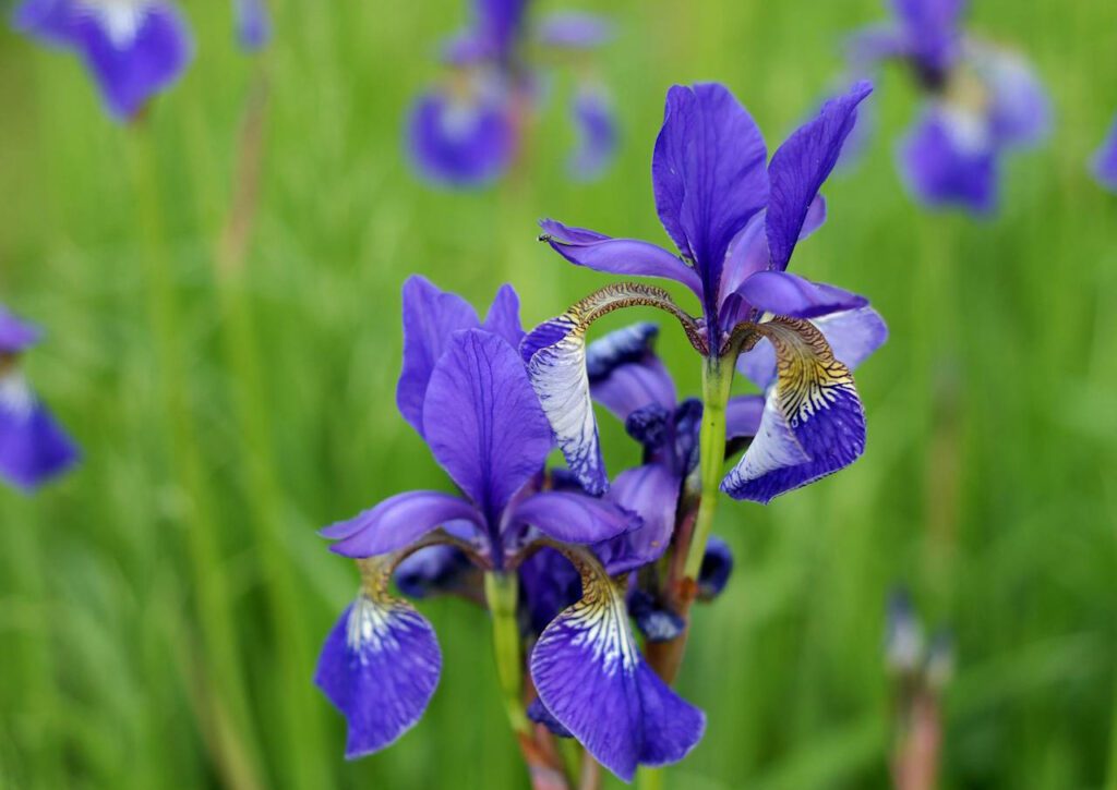 Zaštićene biljke u Hrvatskoj - skriveno blago naše prirode koje treba čuvati