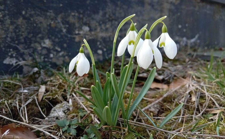 Naslovna 4 Visibabe kao simbol nade i novog početka