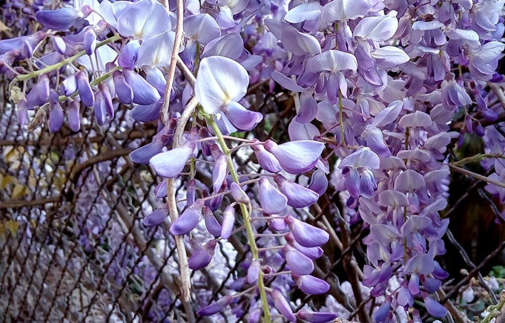 Jestivo cvijeće u kulinarstvu - proljetni dragulj