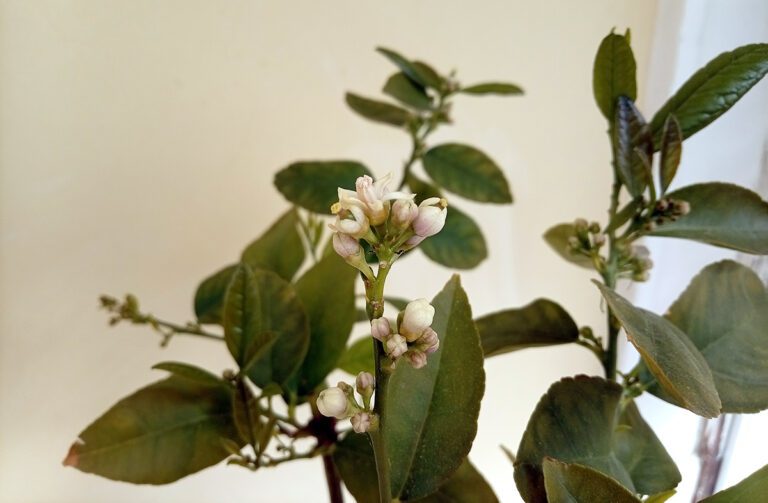 Naslovna 3 Limeta – proljetno buđenje mirisnog dragulja