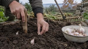 Jesenska sadnja češnjaka: priprema gredice, dubina i pokrivanje