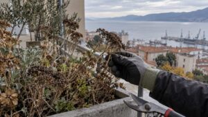 Nakon cvatnje: pregled biljke prije zime bez paničnog rezanja